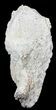 Large Triceratops Frill Shield Section - Montana #31063-1